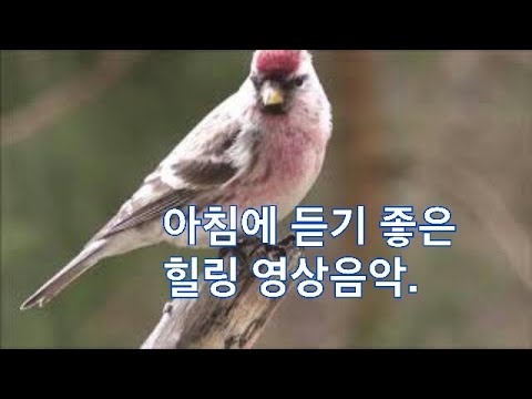 아침 (#새소리) 에 듣기좋은 #힐링 영상음악 #Birdsong