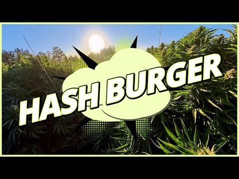 Hash Burger - LUMA California Farms - Hash Burger Strain