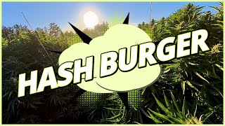 Hash Burger - LUMA California Farms - Hash Burger Strain