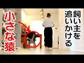 飼い主の後を追いかける小さな猿 / Life with Pizzatoru the Bushbaby / ショウガラゴのピザトル