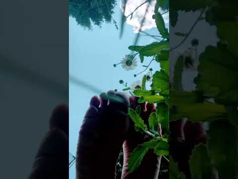 #FeetVideo #FootFetish #FeetLovers #SoleShot#FeetContent #FeetCommunity             wrinkled soles