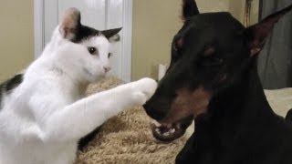 Pancake the kitten loves his Doberman