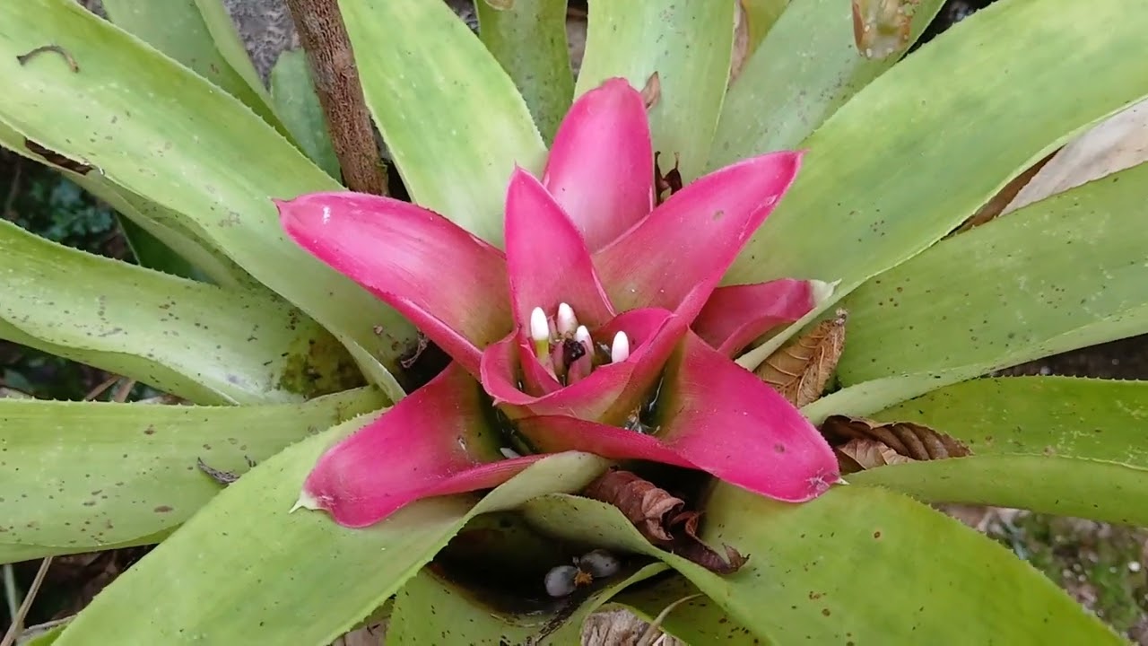 Mais bromélias florescendo para vocês.