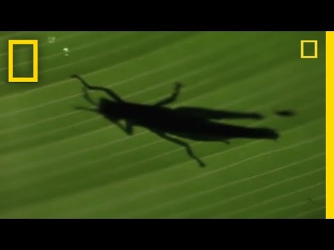 Anolis Lizard Love | National Geographic