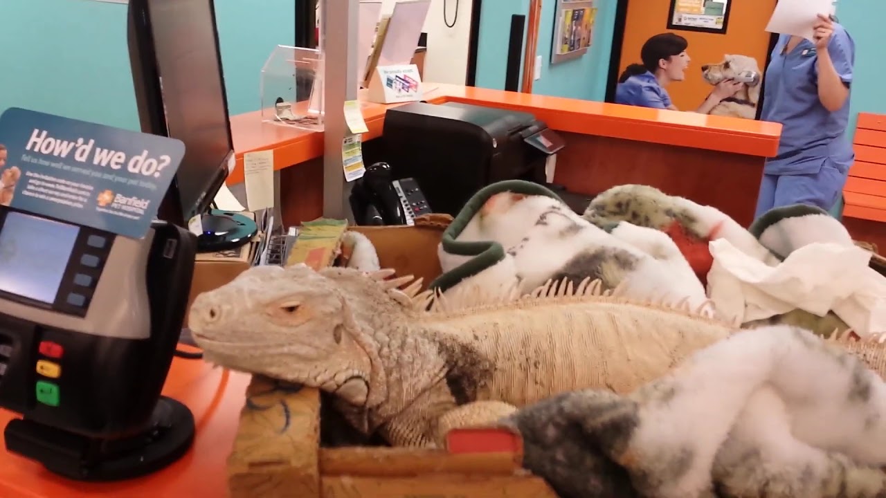 PETSMART WOULD NOT HELP MY DYING IGUANA YouTube