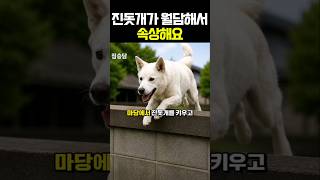 진돗개 담넘을때 해결방법 #진도개
