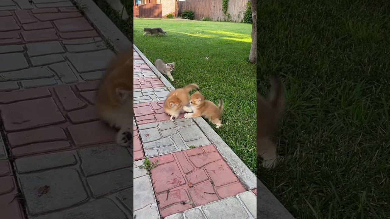 versocats_Colors without rules 