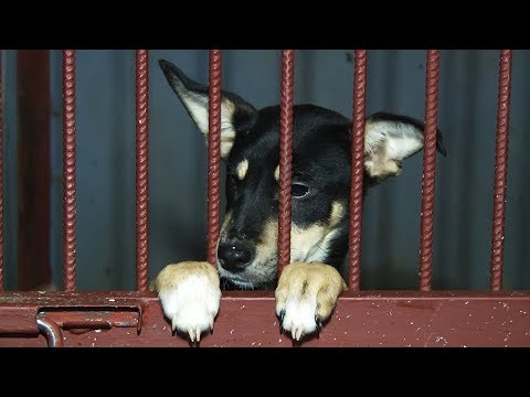 Сюжет ТСН24: в Туле около 800 собак из приюта ожидают хозяев