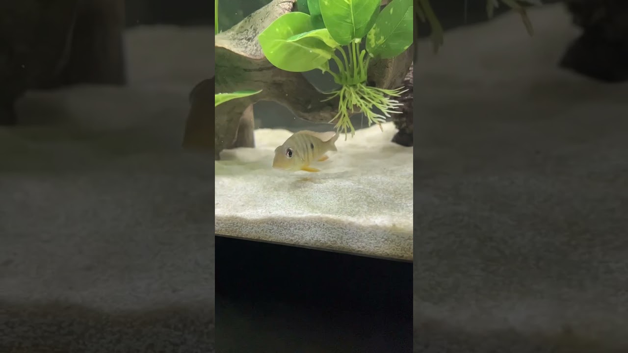 this is how I keep my SUBSTRATE CLEAN…. South American Cichlid Geophagus 