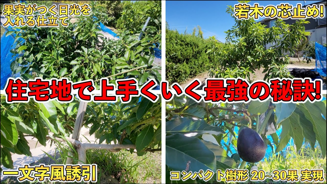 新品　アボカドの木　地上から測って1メートル15センチ有り ニョロニョロ ニヨロニヨロ 新品 アボカドの木 地上から測って1メートル15
