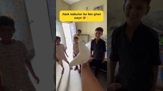 Jack kabutar ke fan aaye 😍❤️ #pigeon #kabootarloft05 #minivlog #petlover #jackkabutar #kabutarbazi