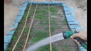 زرعت برسيم علي سطح  البيت  و نجحI planted   Clover On the roof of my house