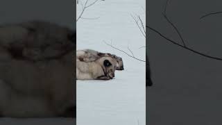 Песець — майстер виживання | Арктичні тварини зблизька