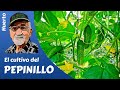 𝗣𝗘𝗣𝗜𝗡𝗜𝗟𝗟𝗢: COMO CULTIVAR PEPINILLOS CON EXITO. Gherkin cultivation. Pétit cornichon