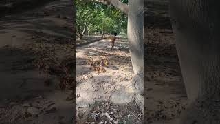 Mango Farm Fertilization Process | Feeding Mango Farm for Growth #mangofarming #mangofarm #mangoday