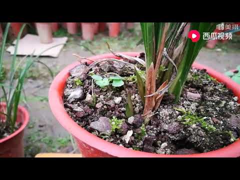 養蘭花究竟用什麼花盆？種植實驗告訴你結果，蘭友：原來這樣