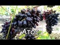 Виноград Атос. Ультра ранняя гибридная форма. Grapes Athos, Ultra Early  Form.