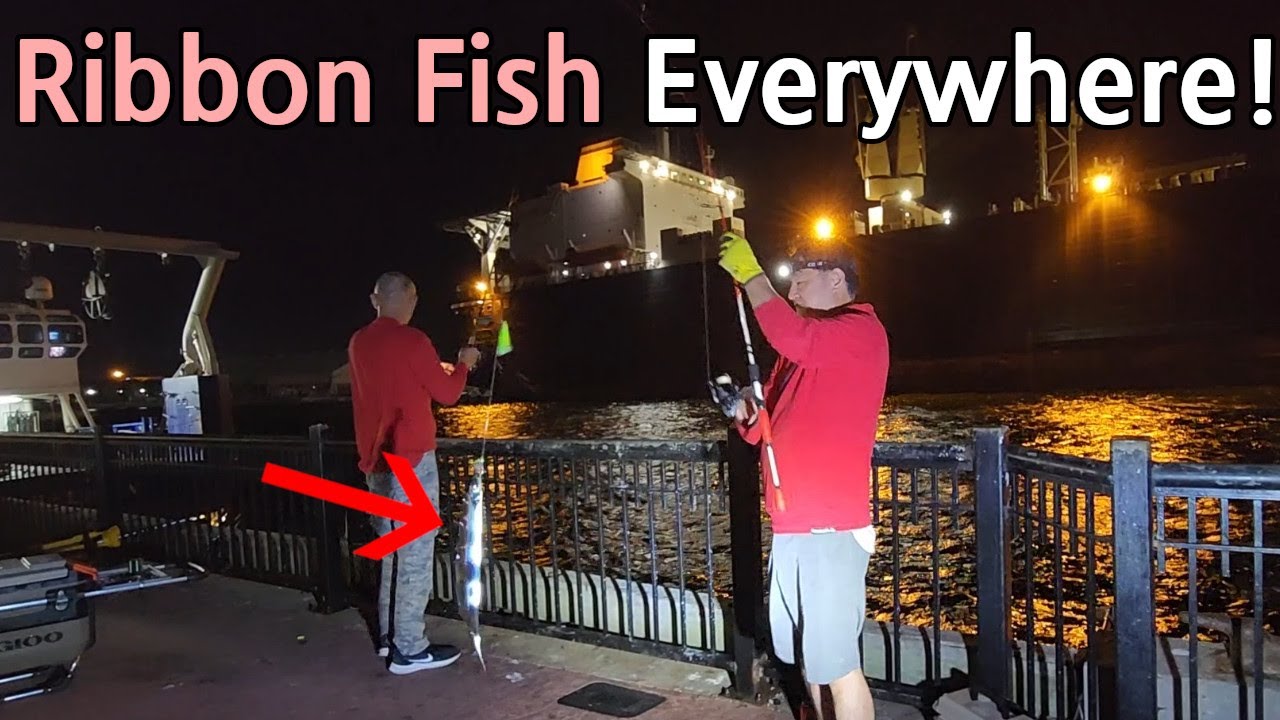 Ribbon Fish Everywhere in Florida - YouTube