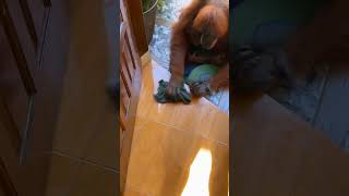 Mischievous Orangutan Borrows Pants and Uses Them to Clean the Floor