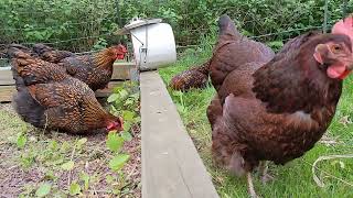In company of our chickens ~ The Marquette Hens