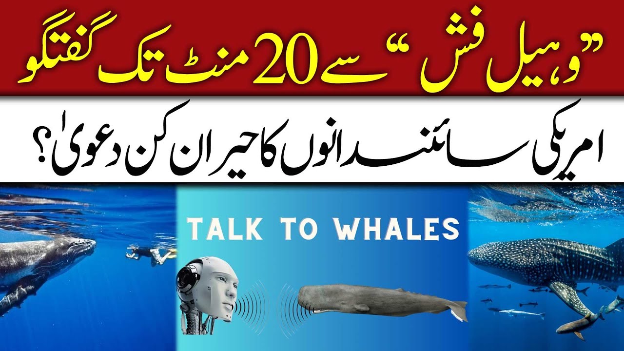 Whale Fish talking American Scientists | The surprising claim of American scientists? | 92 Digital