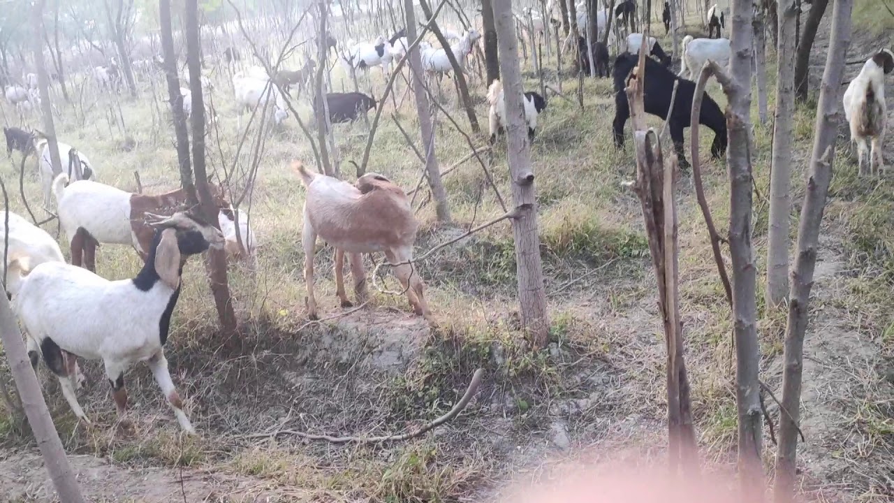Forest Fodder Agriculture land to convert fodder forest Grazing to goats - YouTube
