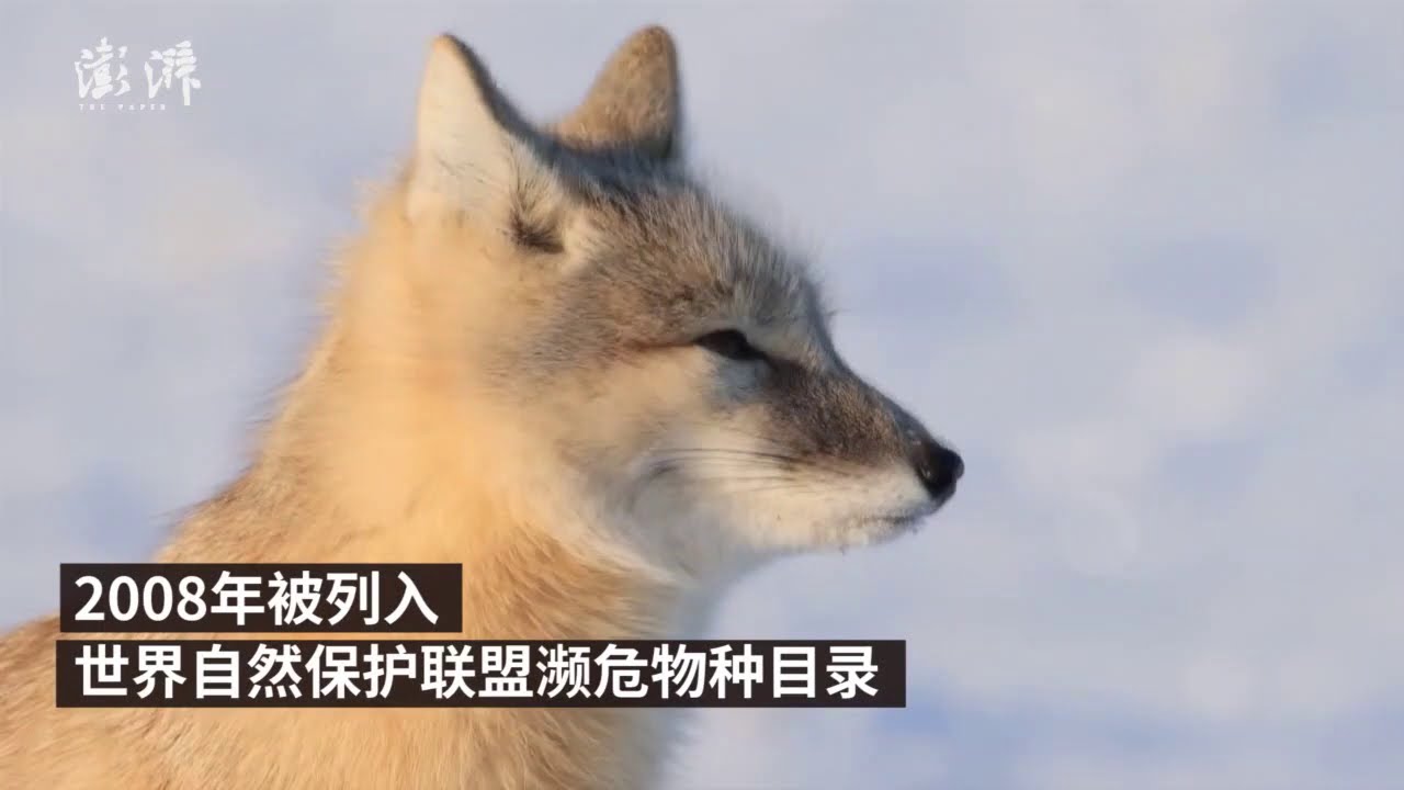 Rare corsac fox filmed on snow-covered grassland in Ergun