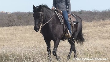 Cleo - JET black mare trail riding! - ValleyViewRanch.net