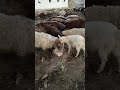 утренняя кормёщка овец