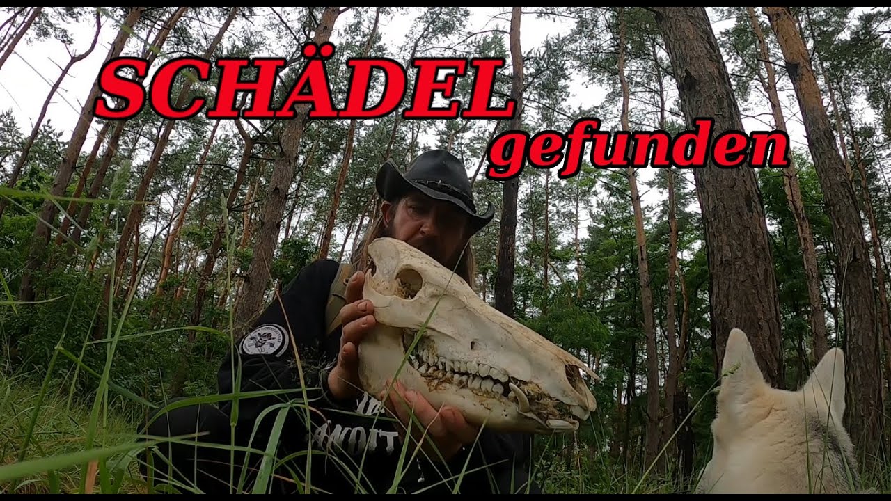 Knochenfund im Wald - ein tolles Dekoelement 