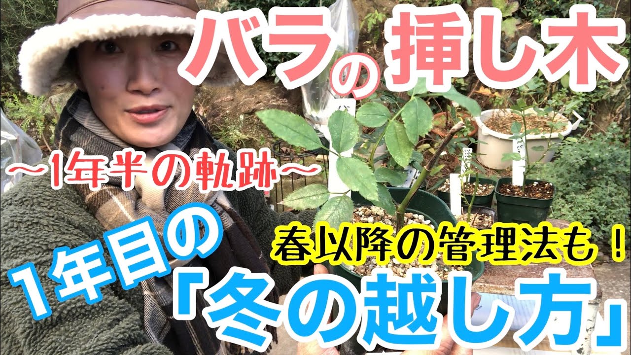 Roses] Cut rose cuttings / Can you enjoy the roses you bought at