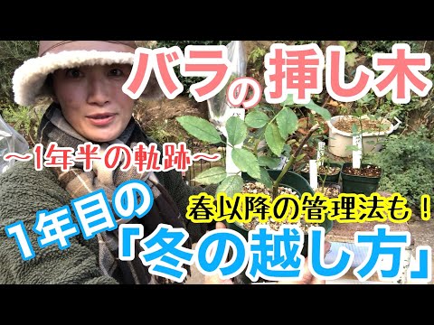 植物の挿し木を冬越しさせる方法！失敗しないコツを伝授