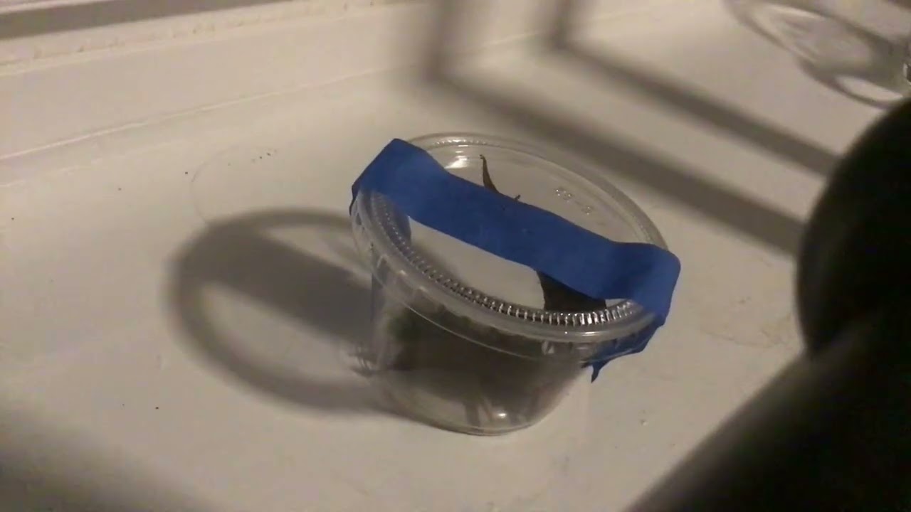 This is my pet jumping spider