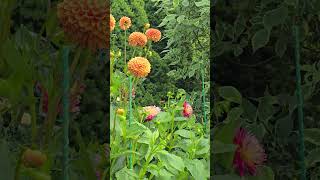 Мои помпоны георгины☺️