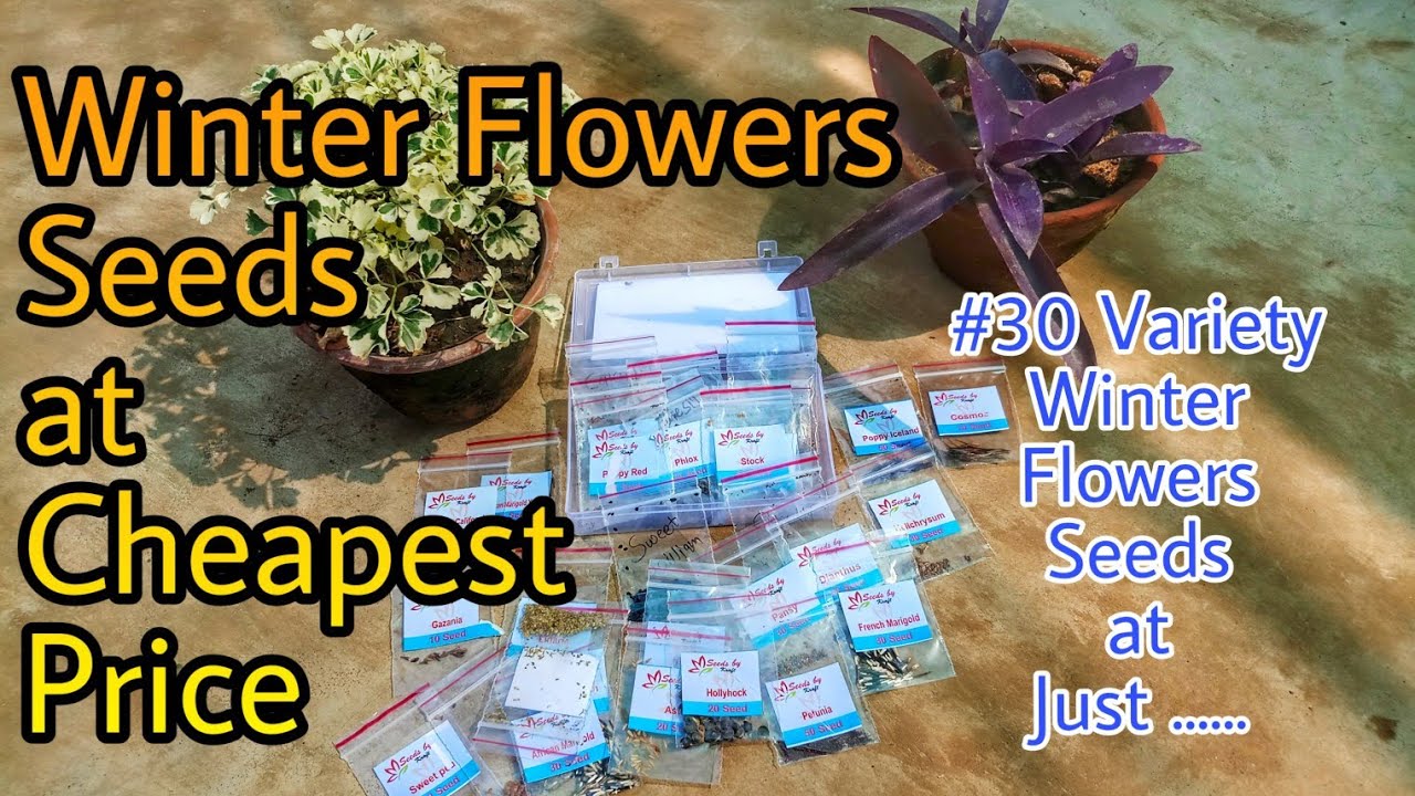 30 Variety Winter Flowers Seeds At Just ......  | Budget Gardening | (Hindi)
