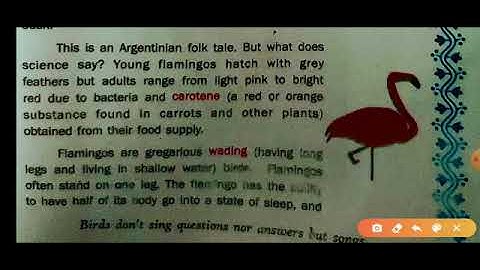 STD 11 FLAMINGO VIDEO 1