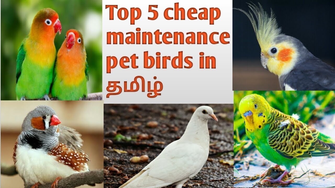 Top 5 cheap maintenance pet birds in tamil
