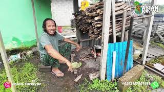 BANG YUSRAN'S BUSY LIFE, RAISING CHICKENS AND GARDENING CASSAVA