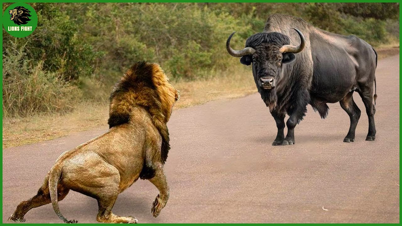 115 Horrific Moments When Deadly Horns Crush Predators | Animal Fight