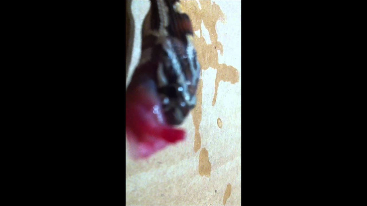 video phone beyonce mp3 Corn snake feeding