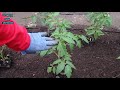 Высадка томатов в грунт