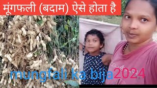 Badam बदम क खत कस करत ह How To Almond Farming कस कर