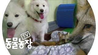 붉은 여우♥사모예드, 세상 친한 베스트 프렌드! @TV 동물농장 20190210