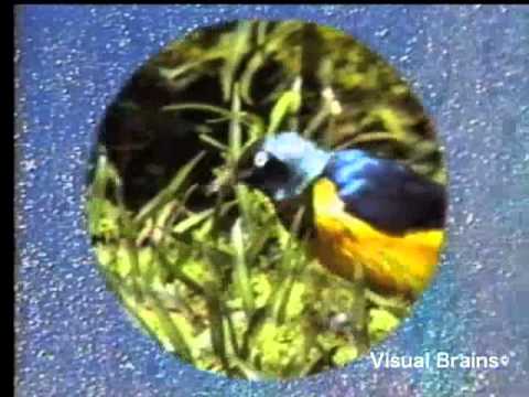 "Orange Alert(太陽の警告)"1991 Visual Brains