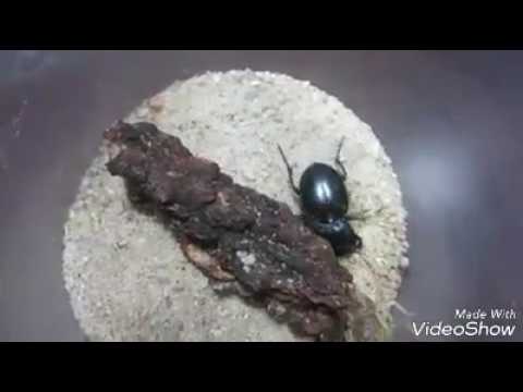 من زمان سمعت ان ما يقدر على العقرب اﻻ الخنفسانة والمقطع اثبت صحة المقولة ولكن العجيب كيف عرفت الخنف