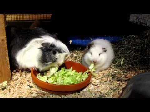 A short video from my guinea pigs Burton, Bella an...