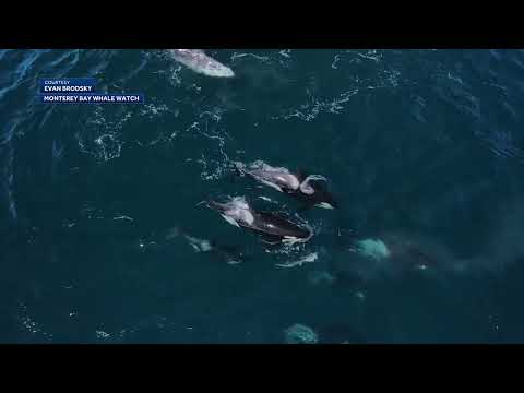 Pod of orcas caught on camera attacking grey whales