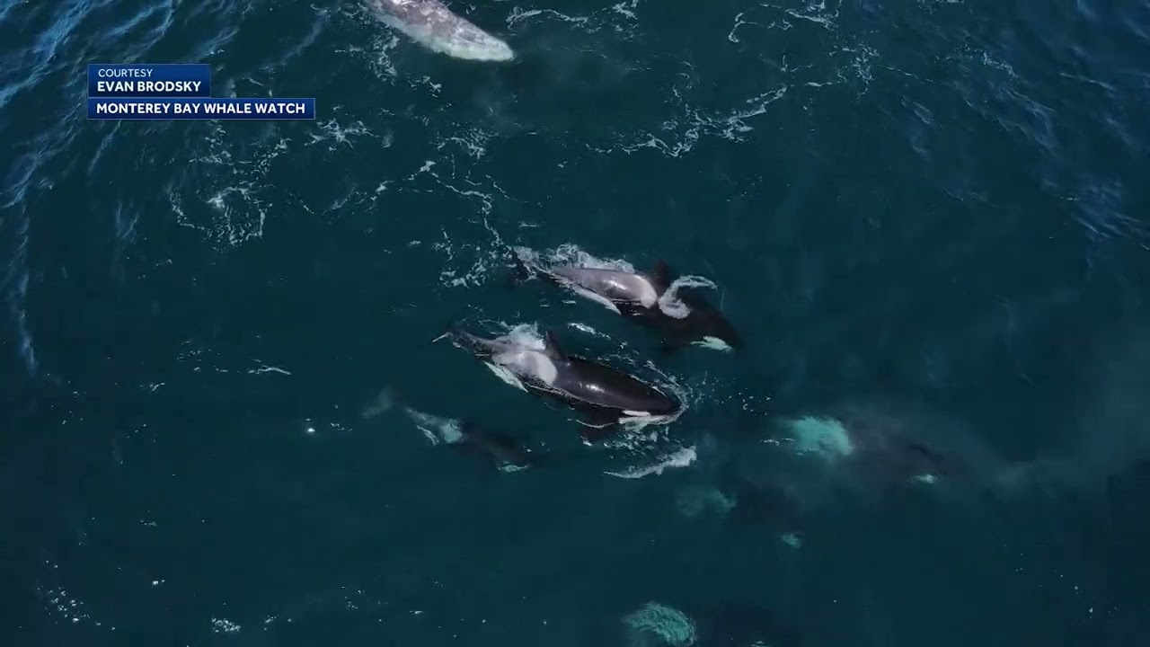 Pod of orcas caught on camera attacking grey whales