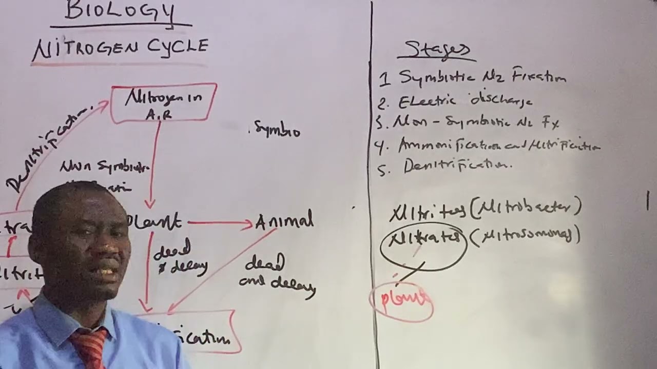 DRAW THE NITROGEN CYCLE 