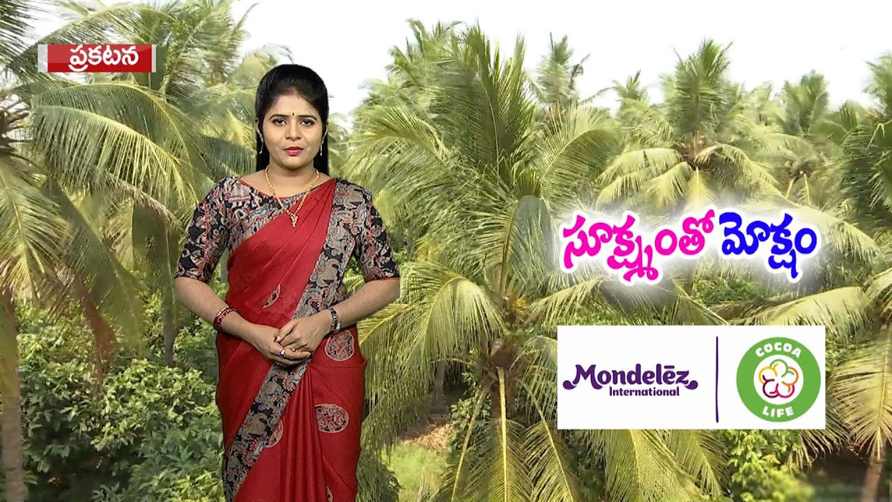 Benefits of micro irrigation systems in cocoa 4th October 2023 ETV